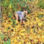 Ubranie dla psa na jesienną pogodę