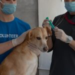 szczepienie psow
